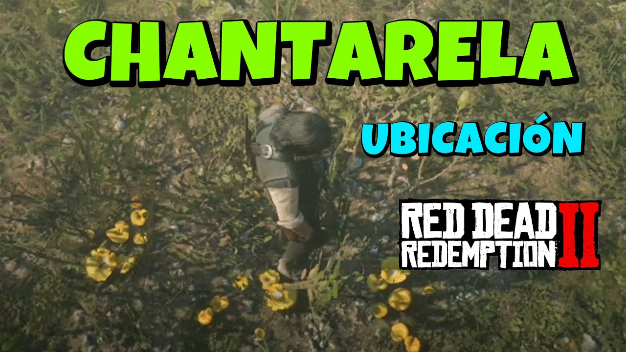 🍄 D&oacute;nde encontrar la CHANTARELA en Red Dead Redemption 2✔️
