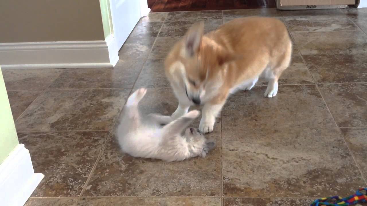 Ragdoll kitten play turns into Corgi zoomies