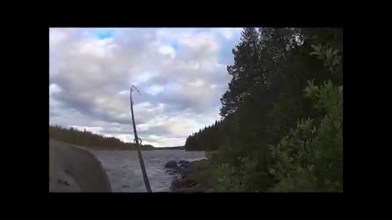 Laxfiske Jockfall/kalix&auml;lven. Stor lax hugger.