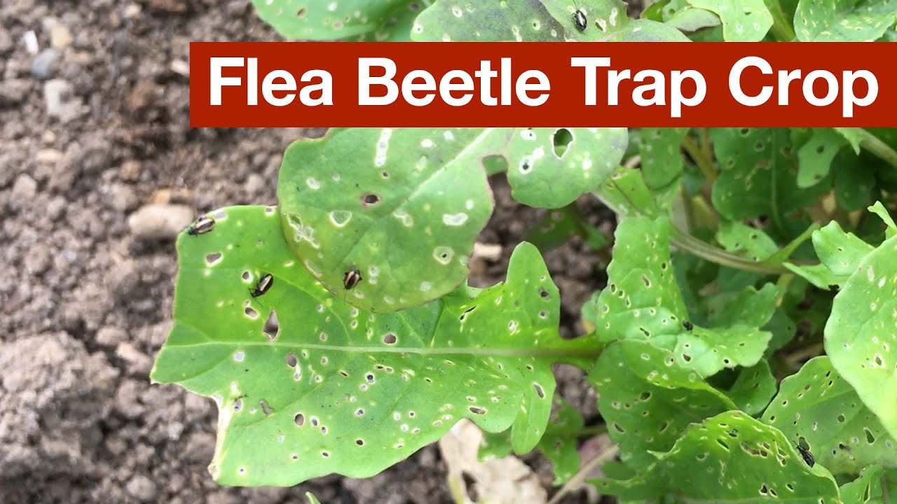 Flea Beetle Trap Crop