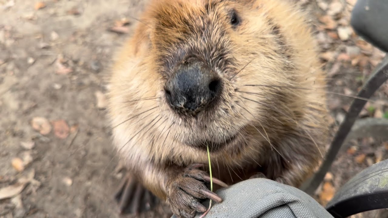 Новый центр по уходу за животными от Something Wild! (и сбор средств)