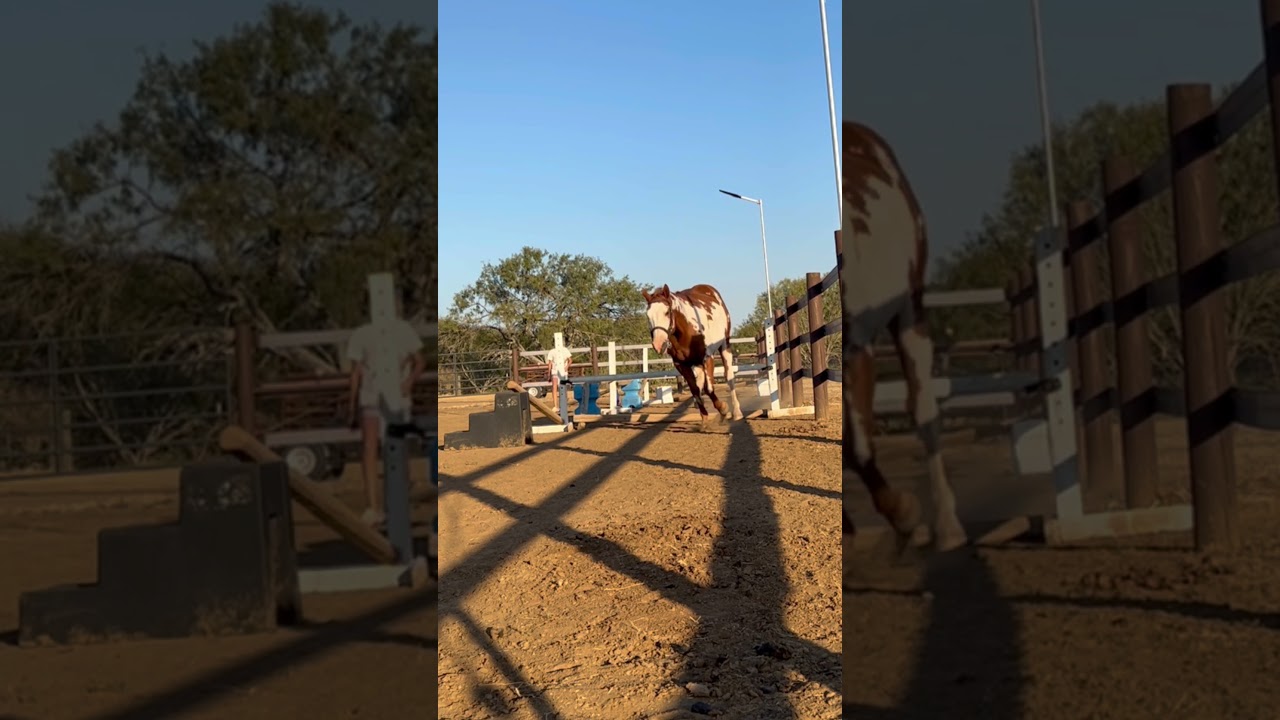 Free jumping cowboy #horse #equestrian  #freejumping