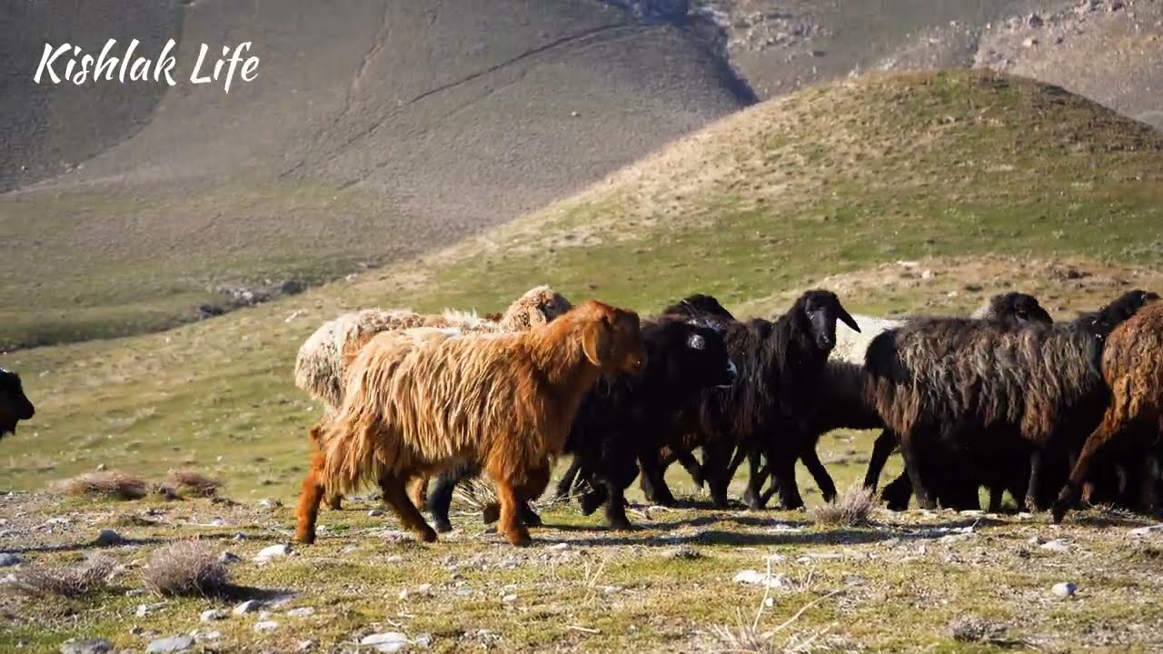 A Day in the Life of a Shepherd Family 🇺🇿 Authentic Rural Cooking