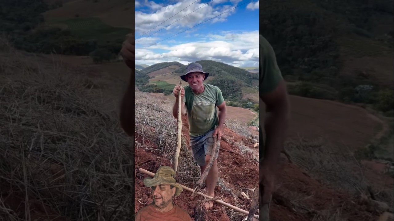 O benzedor de cobra cascavel