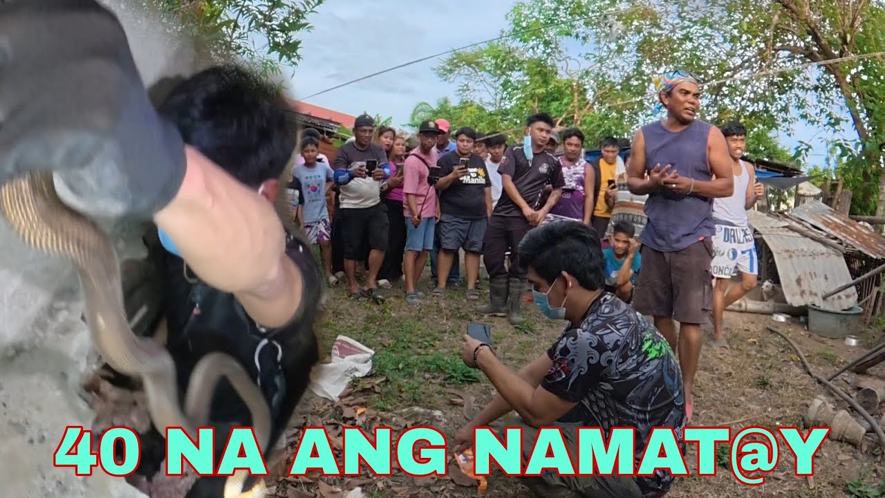 PINASOK NI COBRAPRINCE ANG LUNGGA NG MGA COBRA#cobraprince 