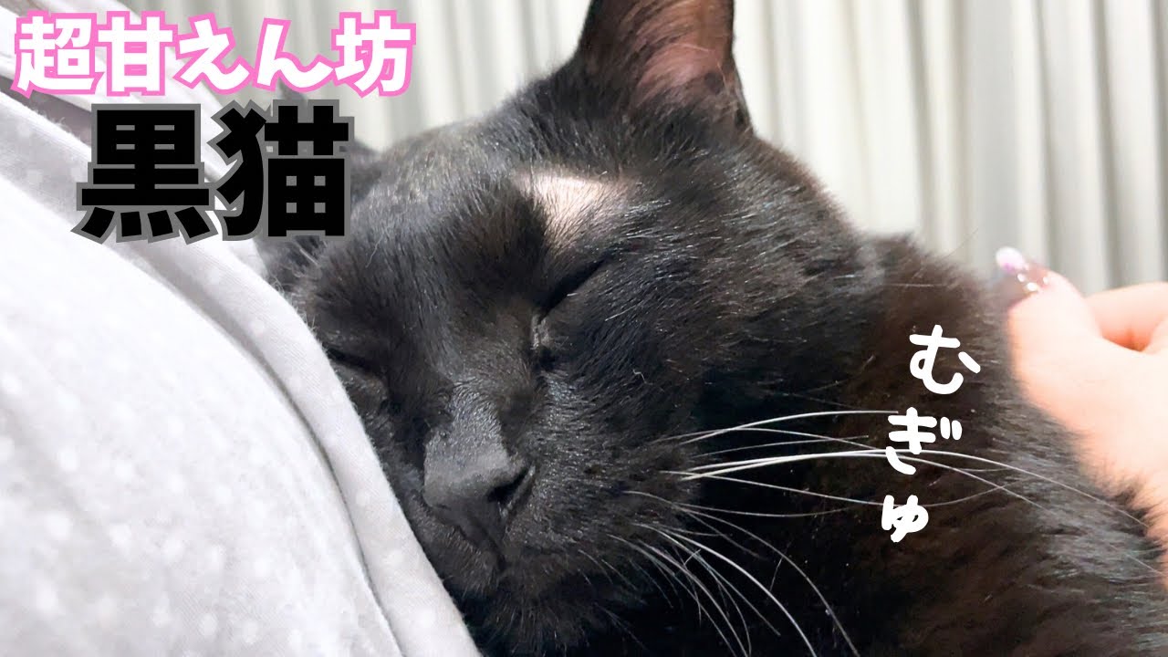 甘えん坊発動！我が家のアイドル黒猫つーちゃんが可愛すぎる。