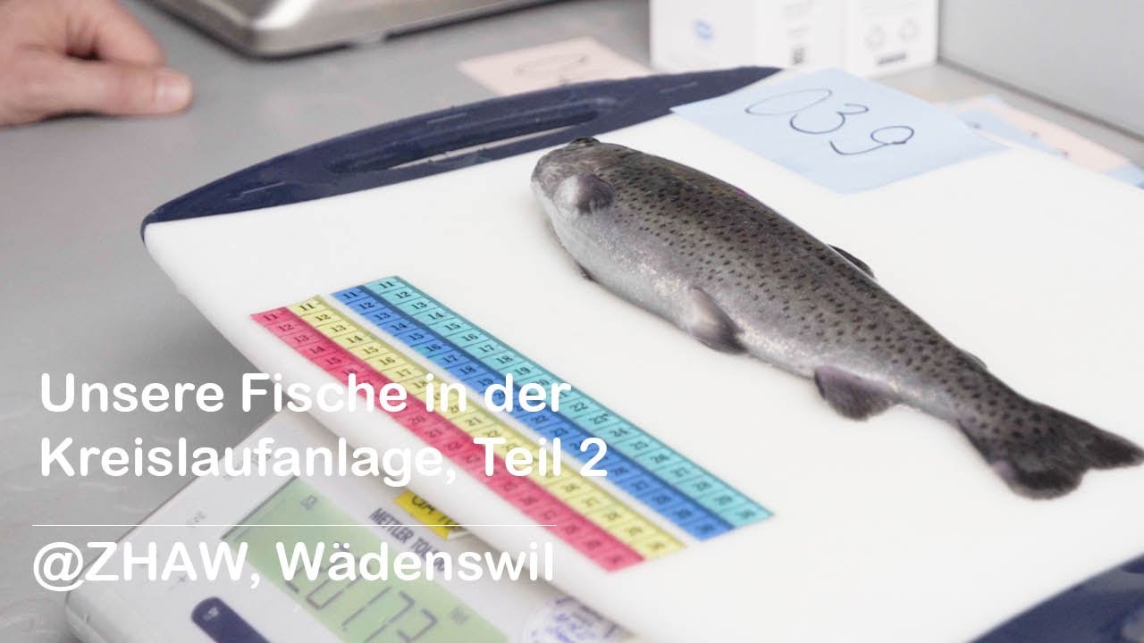 Unsere Fische in der Kreislaufanlage, Teil 2 @ZHAW, Wädenswil