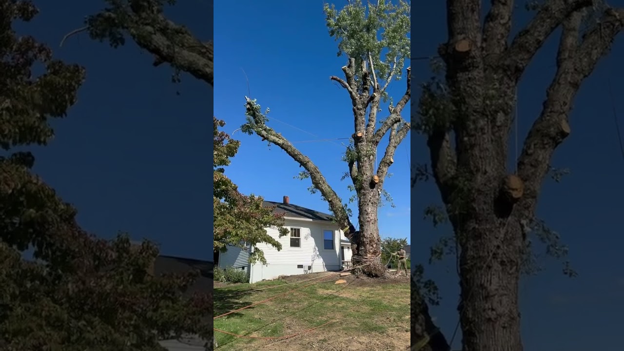 Swinging a 7000lb log over a house. (20,000lb line) #treewhisperer #trees #treeservice