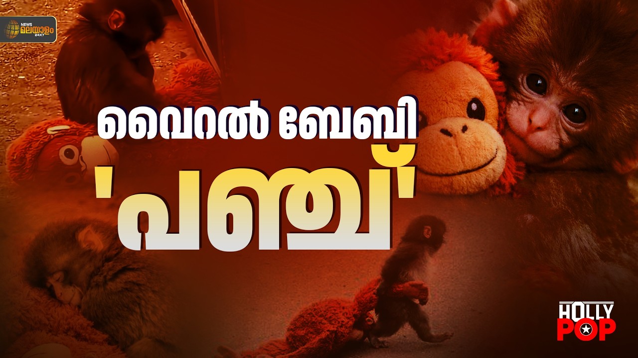 വൈറൽ ബേബി പഞ്ചിനെ ഒടുവിൽ അവർ സ്വീകരിച്ചു| Punch Monkey |Viral Baby Monkey