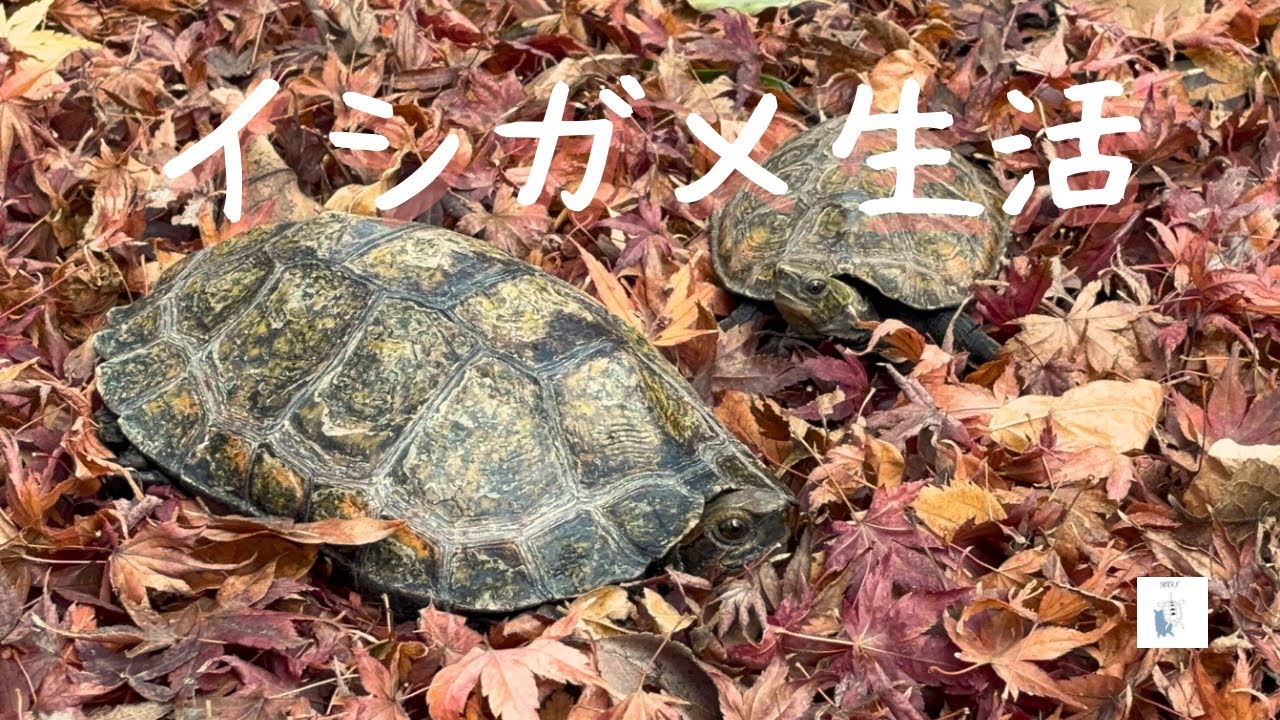 紅葉の落ち葉を踏みしめるカメさん🍁柚子の温泉温浴🍊カメリークリスマス🎄