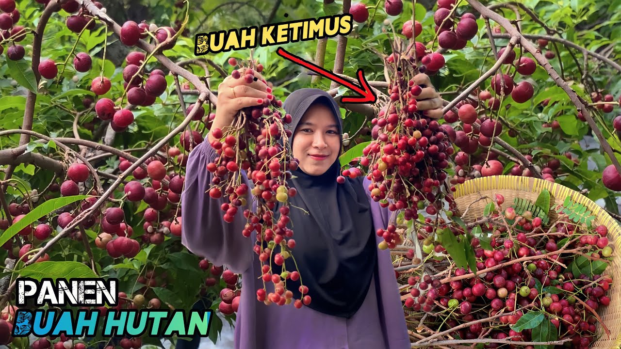 Mencari buah buahan di hutan | Petik buah langka