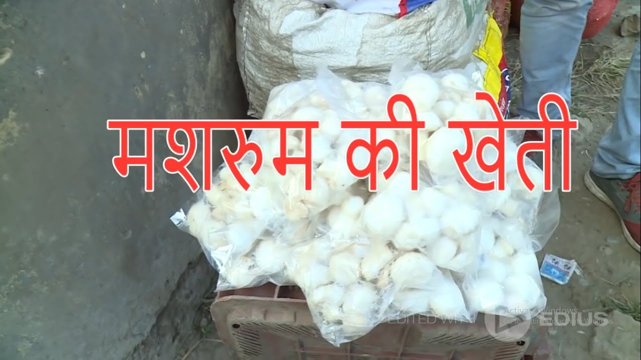 Mushroom ki Kheti/Mushroom cultivation/छोटे पैमाने पर मशरूम उत्पादन की संपूर्ण जानकारी