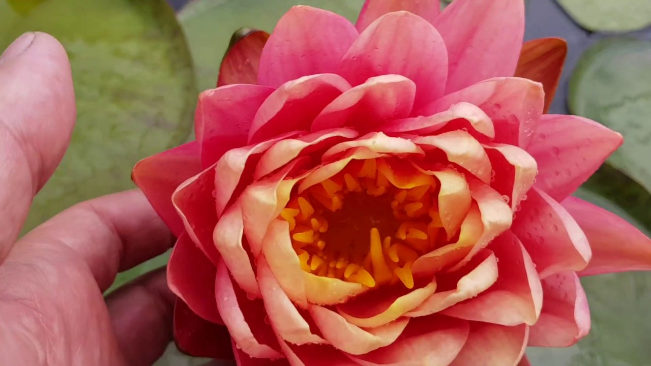 Нимфея Perry's Orange Sunset первый день цветения (nymphaea Perry's Orange Sunset)