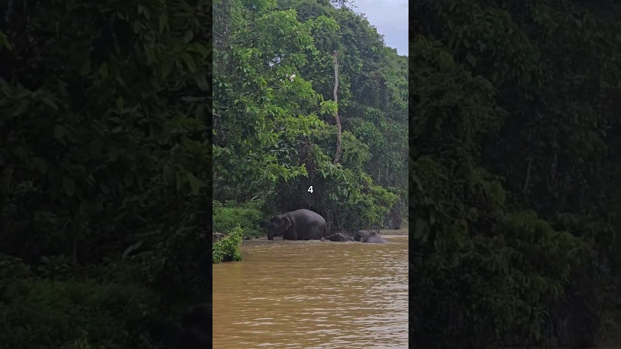 Would you ever visit Borneo? #borneo #wildlife #kinabatangan #sabah #malaysia