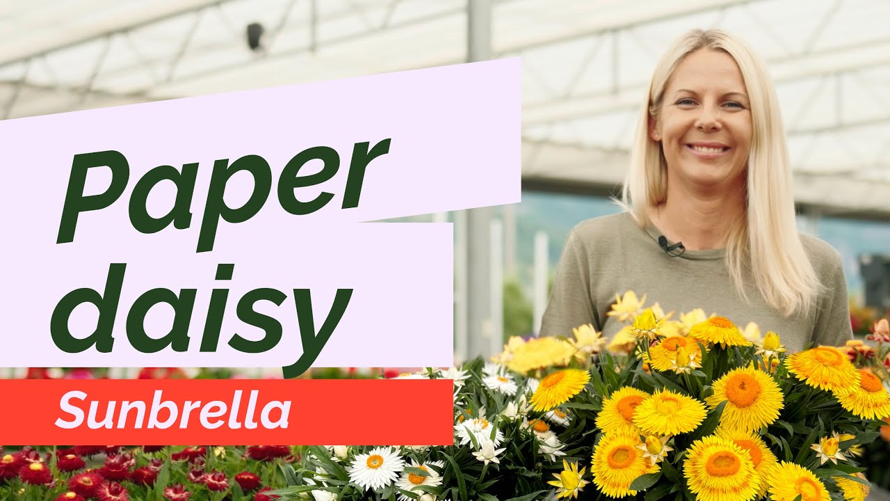 Sunbrella – Heat-Resistant & Blooming Nonstop