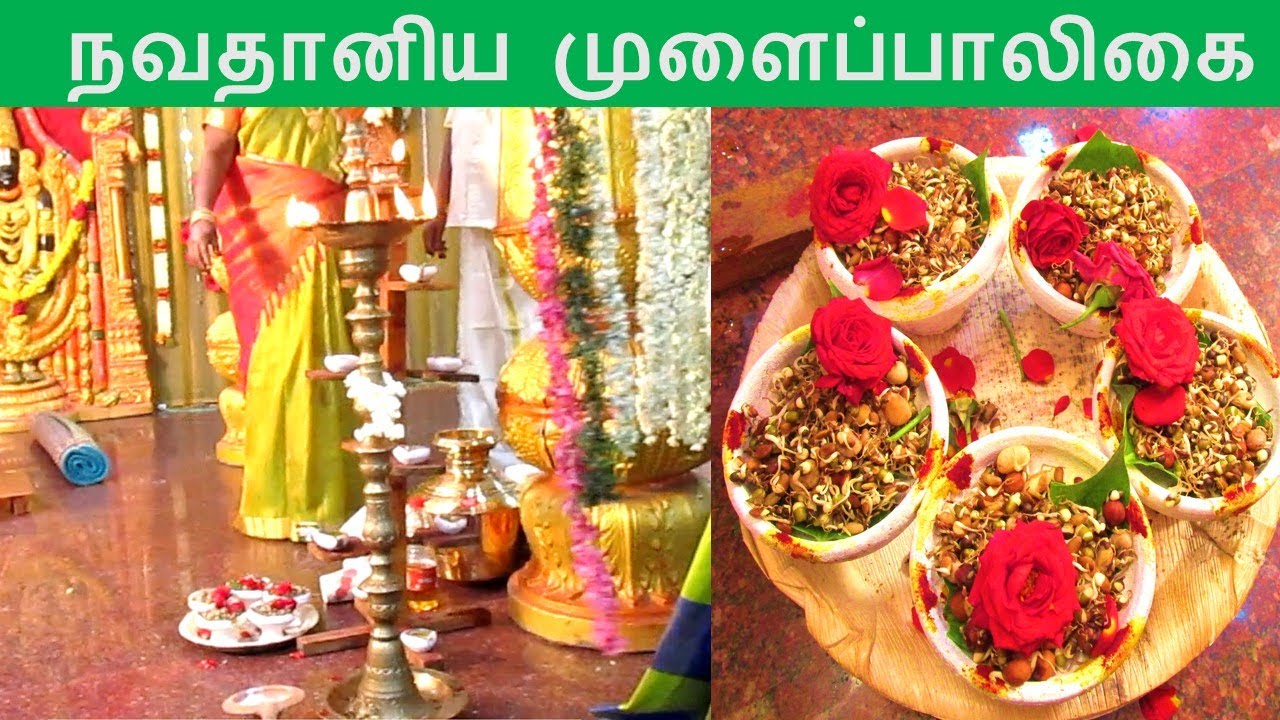 திருமணத்தில் முளைப்பாலிகை யார், எப்படி செய்வது?/How to grow sprouts(navathanyam) 9 grains at Home