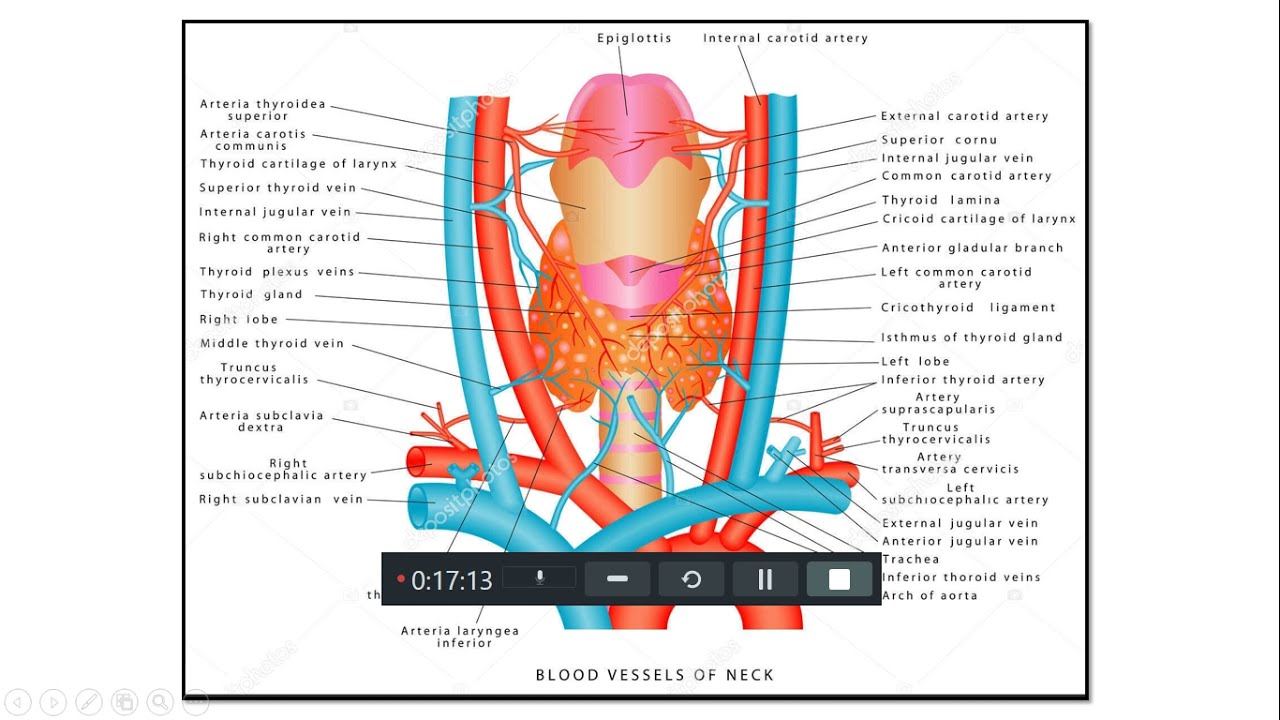 Neck Veins Examination #1