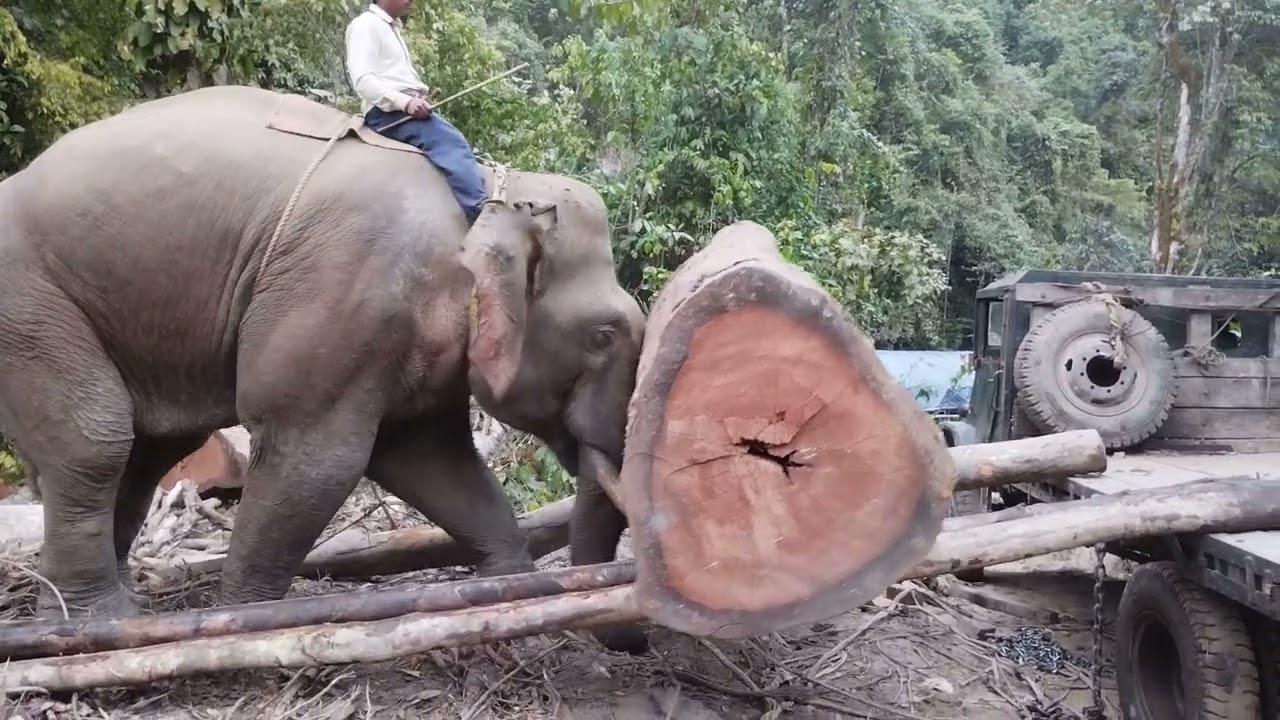 Timber Loading with trained Elephant under the dense Rain forest