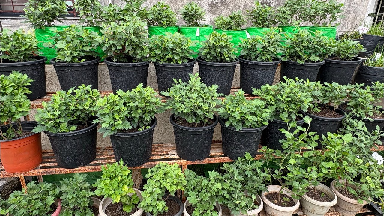 Sunday Terrace Garden Overview 😍🥰😘