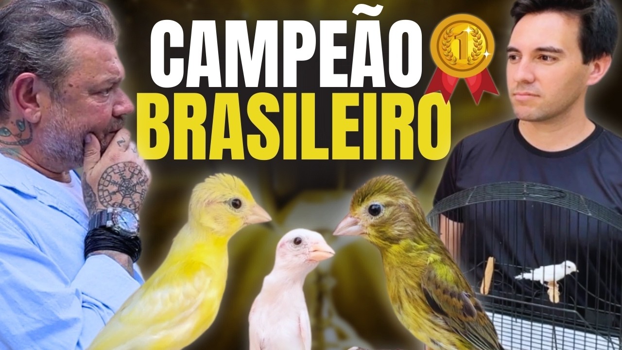 O CANÁRIO QUE CONQUISTOU O BRASIL: UMA HISTÓRIA DE CAMPEONATO!