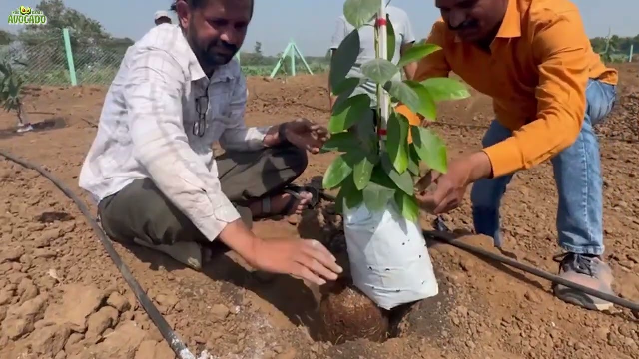 How to plant Indo Israel Avocado in Gujarat | Vlog 183 | +91 6268643227