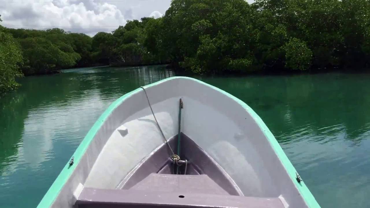 Mangrove Tour in Roatan, Honduras by Roatan Wild Creek Tours