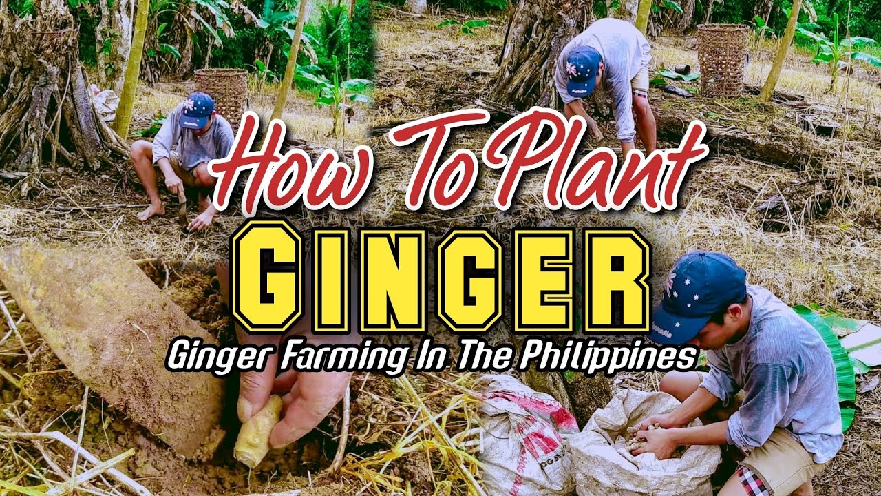 How To Plant Ginger | Paano Magtanim Ng Luya | During Planting Ginger Tips | Ginger Farming