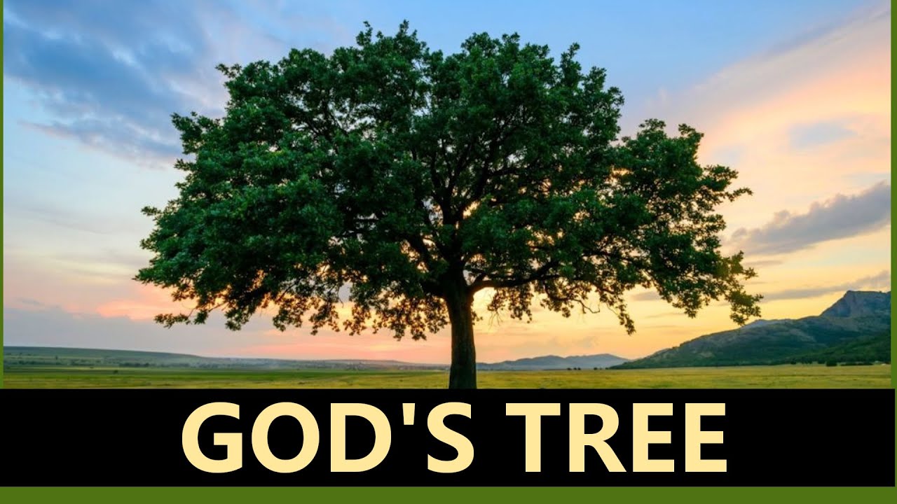 GOD'S SIGNS - The tree | How to recognise God's signs
