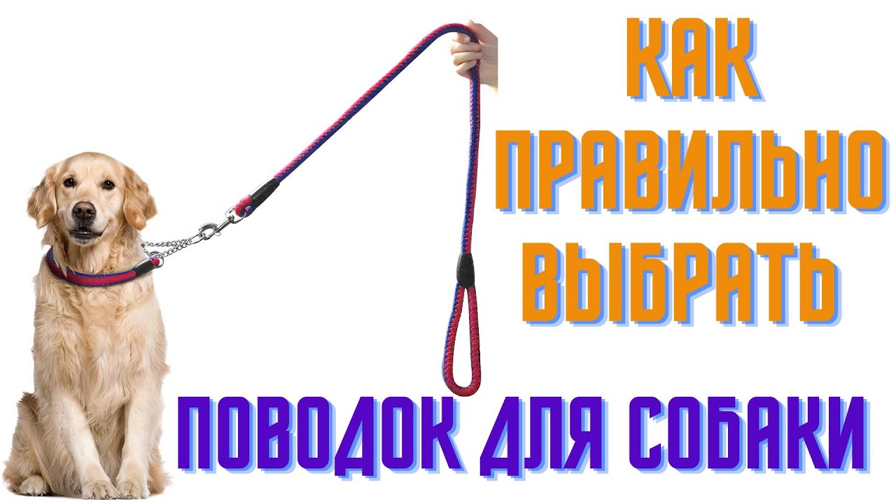 Как выбрать поводок для собаки
