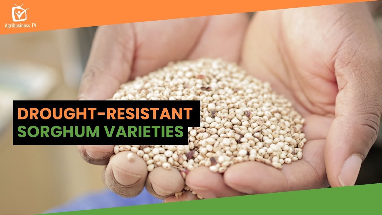 Burkina Faso: Drought-resistant sorghum varieties