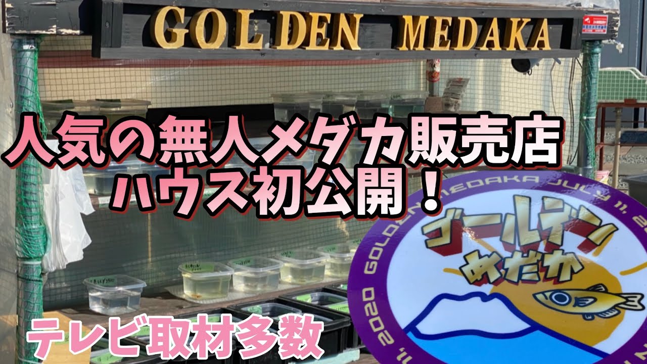 ゴールデンメダカ　人気のメダカ無人販売店　ハウス初公開！　テレビ取材多数！
