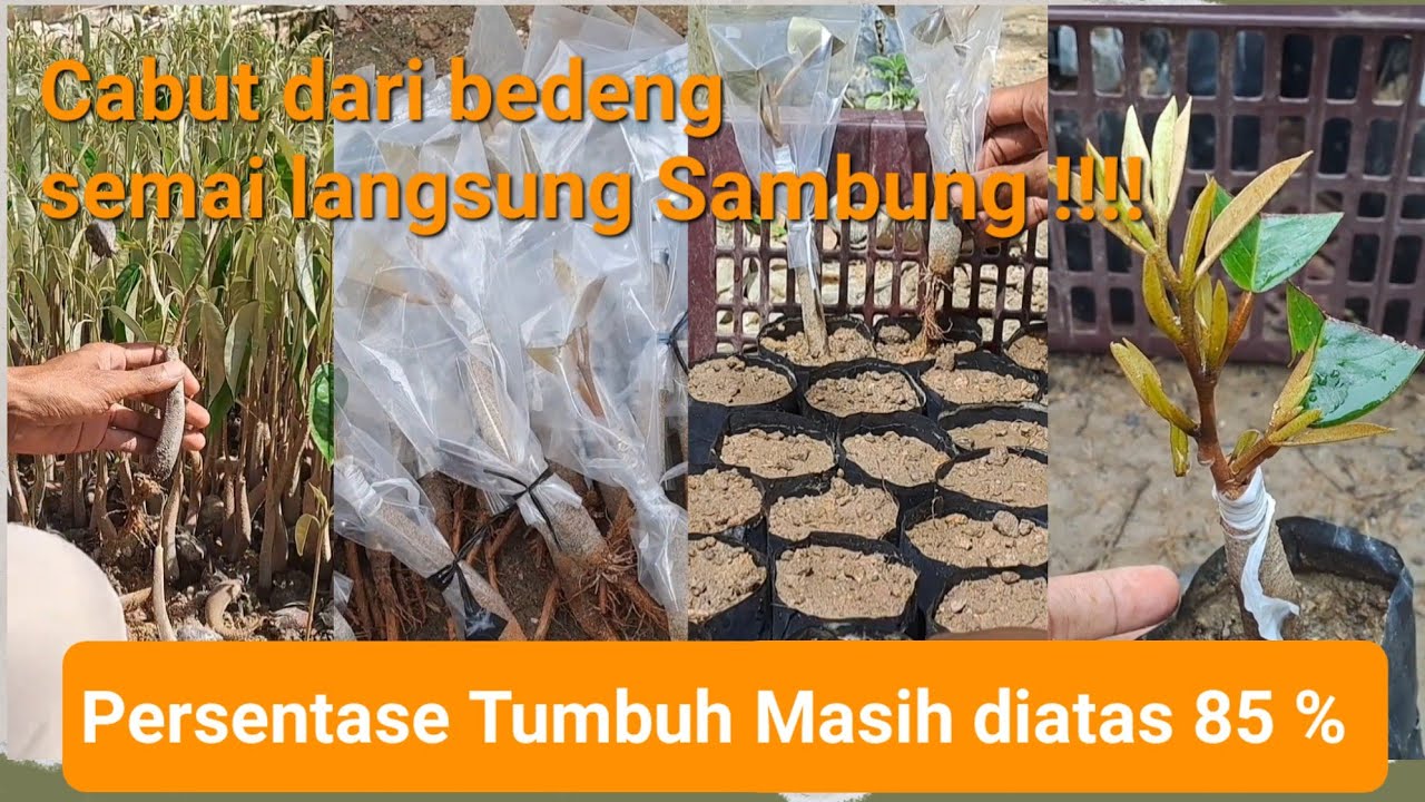 sambung pucuk durian seedling cabutan #graftingtechnique #grafting #tutorialgrafting #sambungpucuk