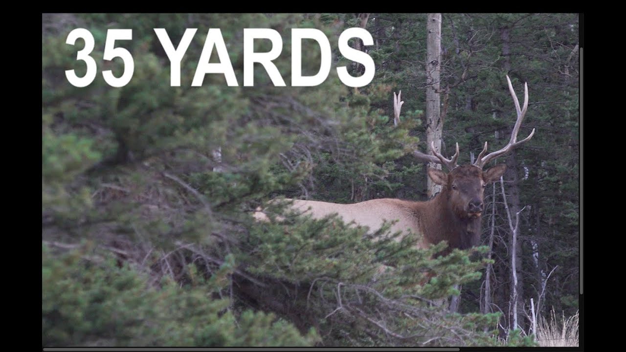 Colorado Archery Elk Hunting | Bulls Everywhere!