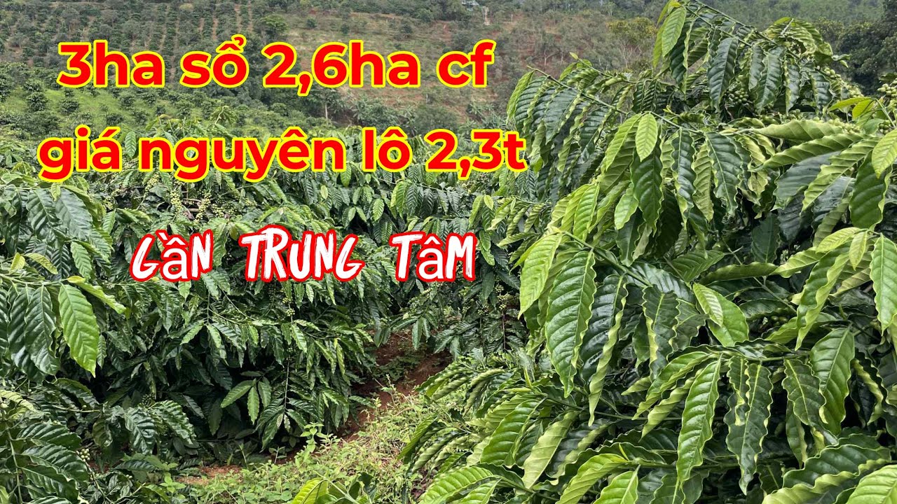 Đã Bán) 3ha cà phê kinh doanh, giá chỉ 2t300tr giá rẻ sổ sách đầu đủ lh 0366592989
