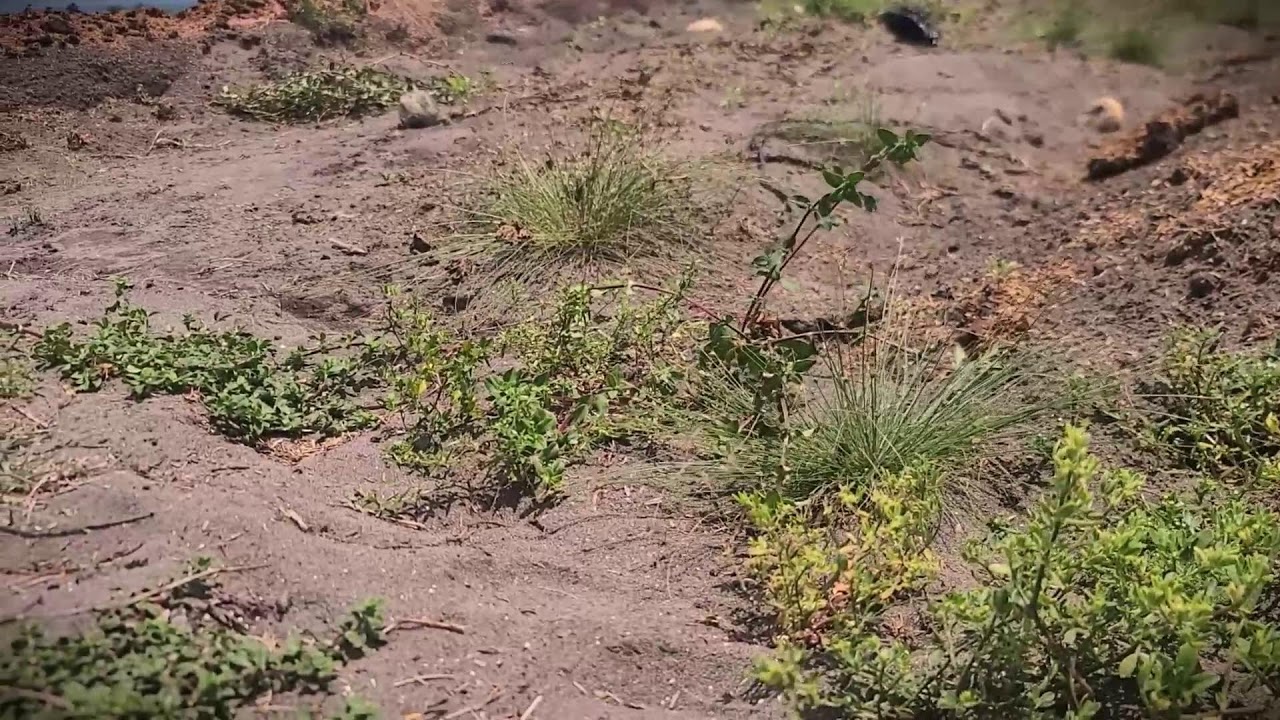 Perfect Beds: How We Prep Soil for Watermelon Seeds _FarmersLife _Shorts