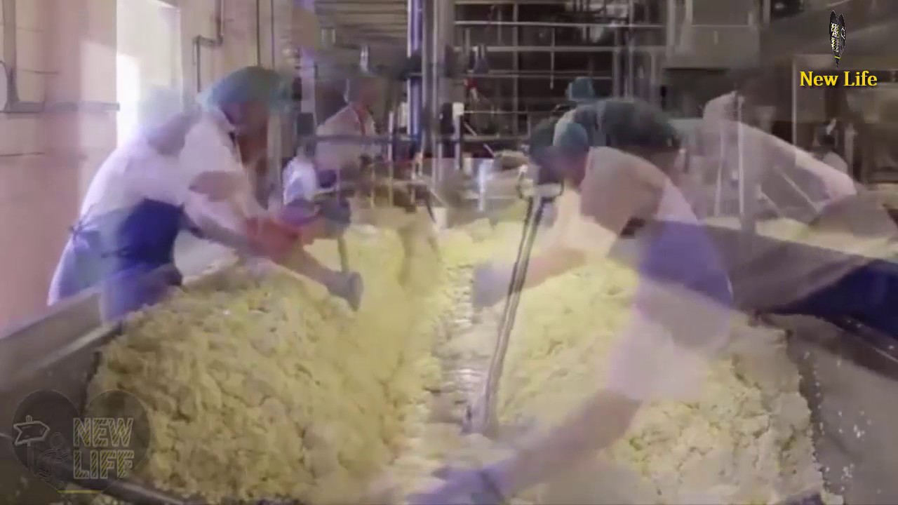 شاهد كيف يتم صنع جبنة القشقوان  _Watch how the cheese is made_fromager