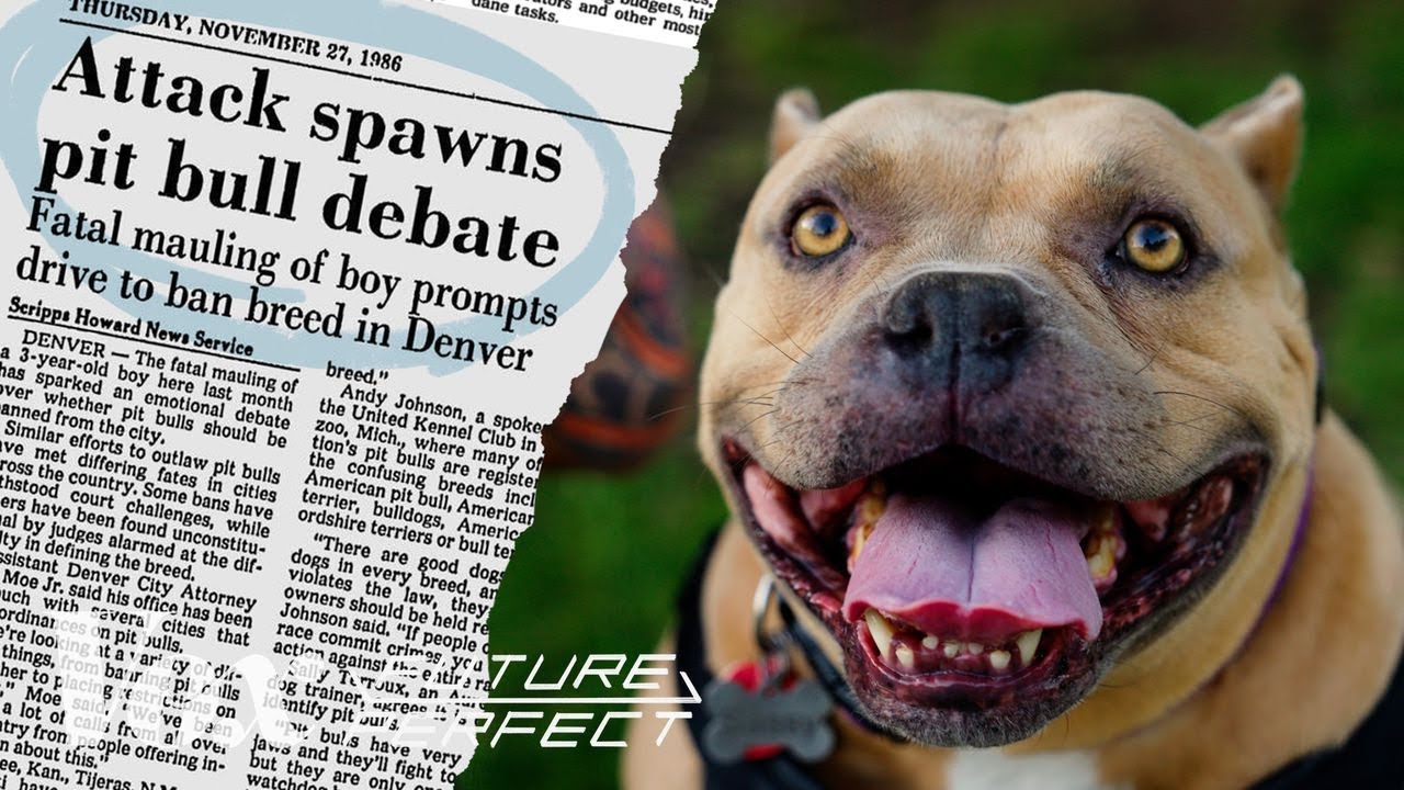 How pit bulls got a bad reputation