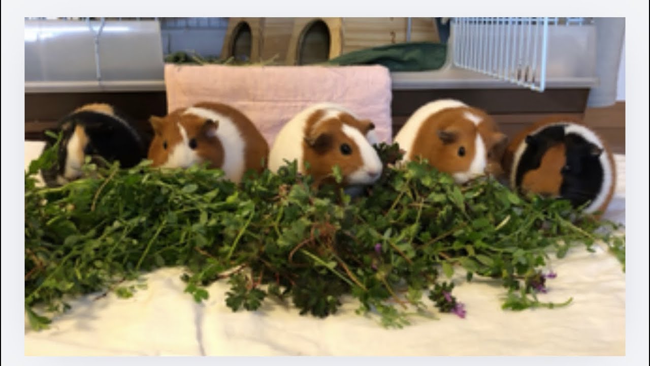 モルモット5匹みんな並んで野草をモグモグ🌿5 Guinea Pigs Eating Wild Plants