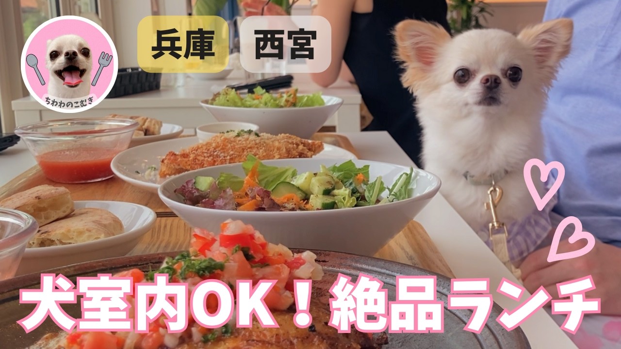 甘えんぼチワワと海辺でランチしたら最高だった🥗｜兵庫・西宮の犬同伴可のレストラン