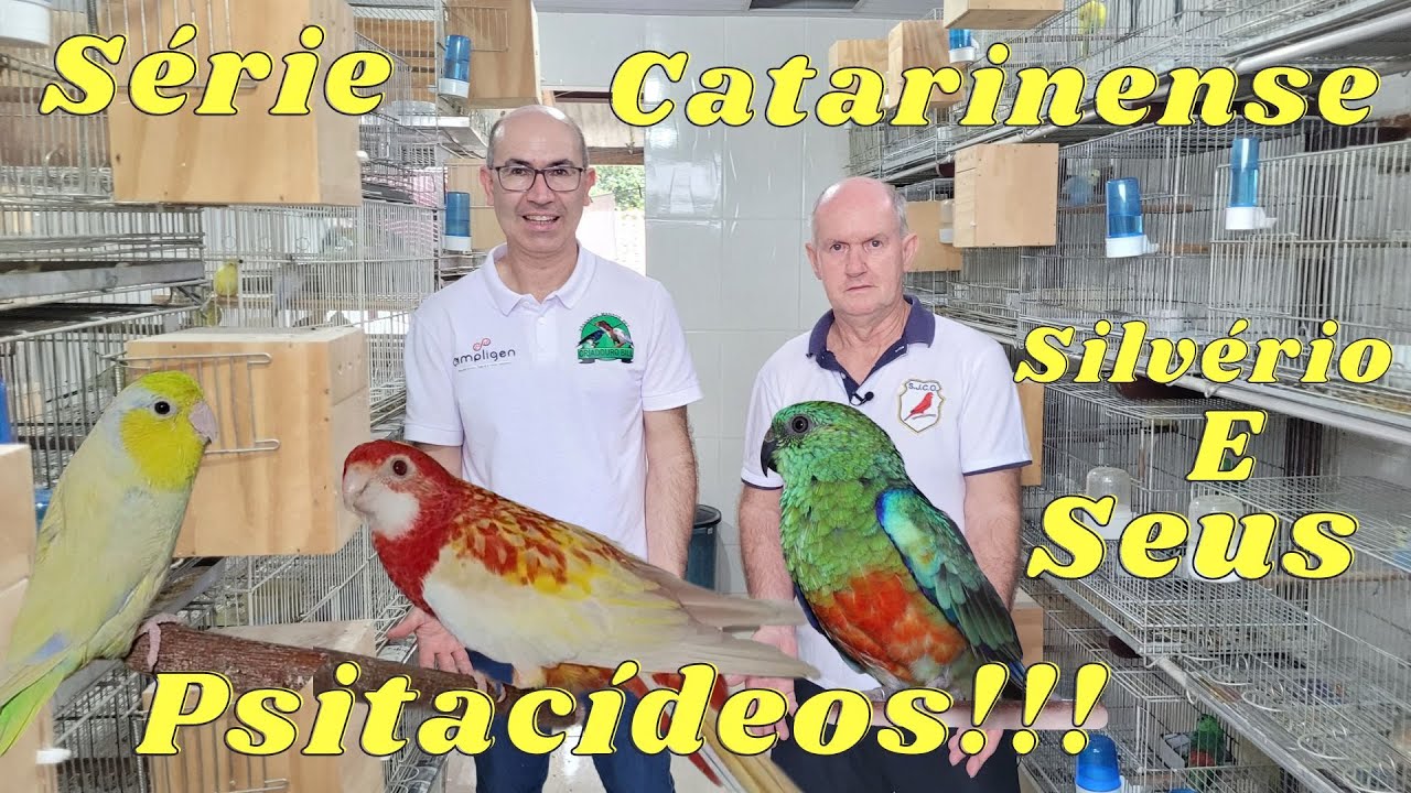 SILVÉRIO MADER CRIA TAMBÉM RED RUMPED, PERIQUITO DE COR,FORPUS E ROSELA!!!