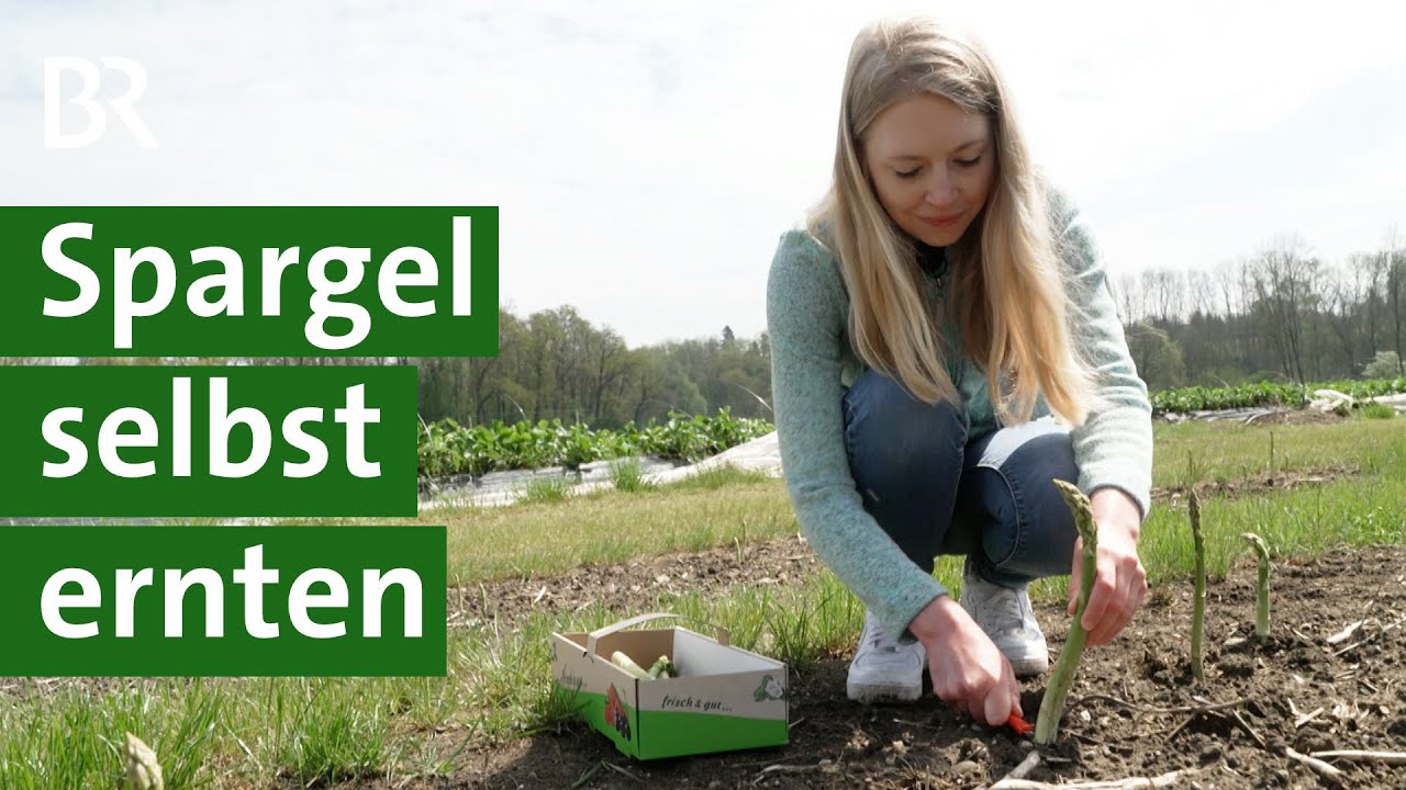 Spargel selbst ernten: Selbstversuch auf dem Spargelfeld | Spargelzeit | Unser Land | BR