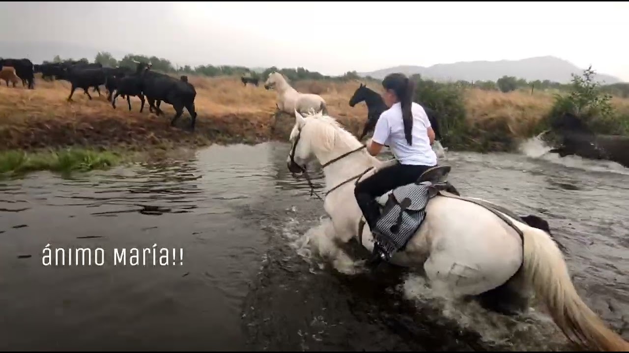 Trashumancia de Extremadura-Gredos (Ávila) con 200 vacas (Tercera parte-Subida del Puerto del Pico)