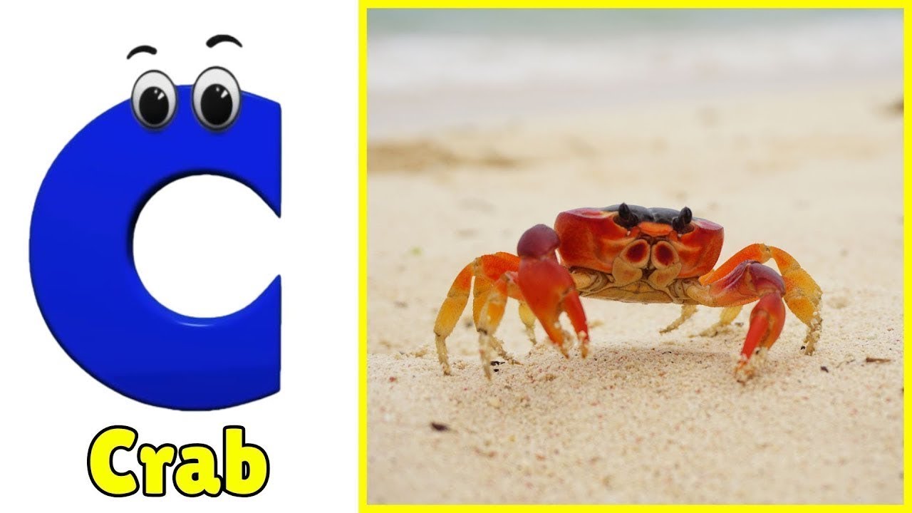 ABC Song | Sea Animals ABC Song | Phonics for Kids, Learn ABC, Baby Alphabet Letters