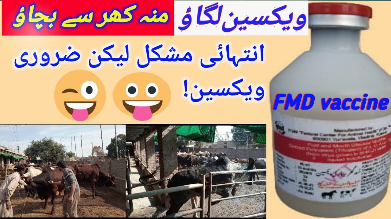 FMD in cow, Buffaloes, goats and sheep  2023.mooh khur bemari ki vaccin 💉#fmd vaccine# vaccination#