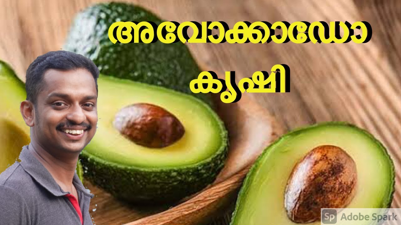 avocado nursery idukki #avocado nursery farming malayalam #butter fruit farming #avacado fruit