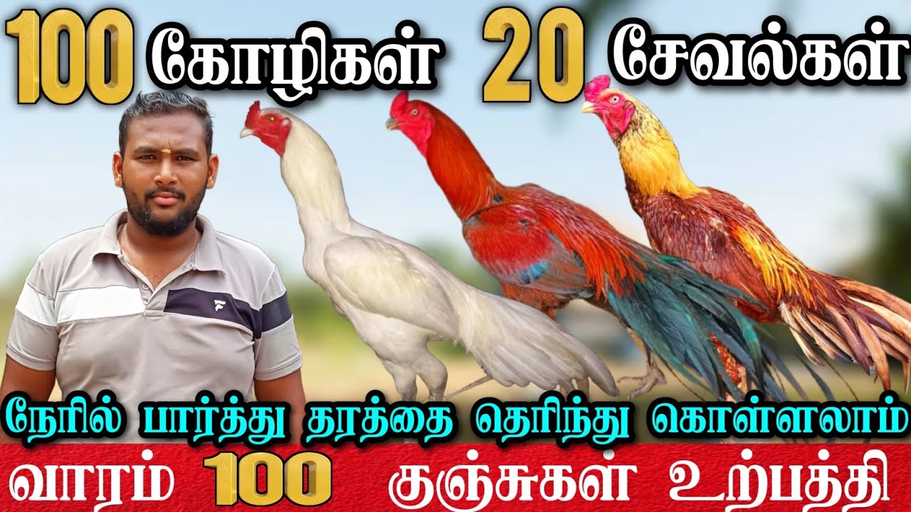 தூய பெருவெடை கோழிக்குஞ்சுகள் விற்பனை | நேரில் தரத்தை சோதித்துக் கொள்ளலாம் | Country Chicks Sales