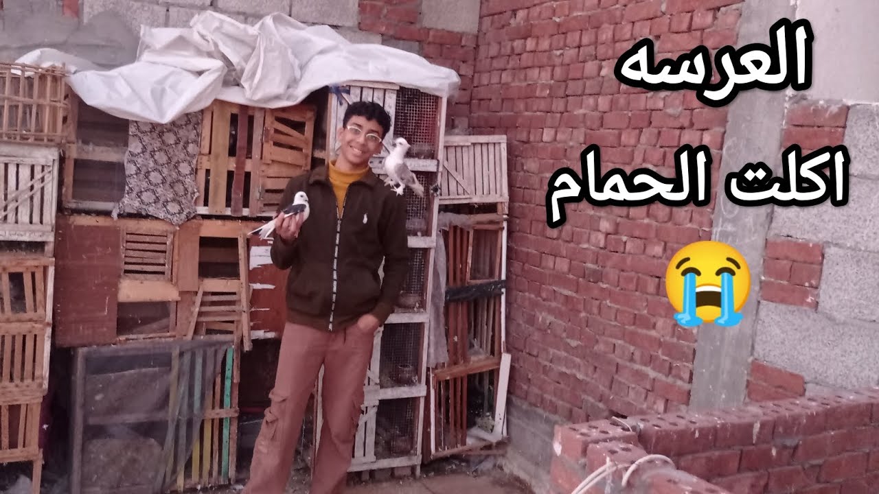 العرسه اكلت الحمام 😭 صدمات عند الحمام 🔥🕊️