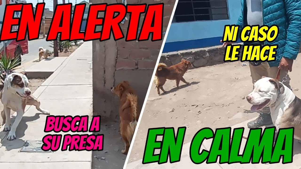 APLICA ESTAS 3 ORDENES Y TENDRAS EL CONTROL ABSOLUTO DE TU PITBULL, DOGO, BULLY, ETC