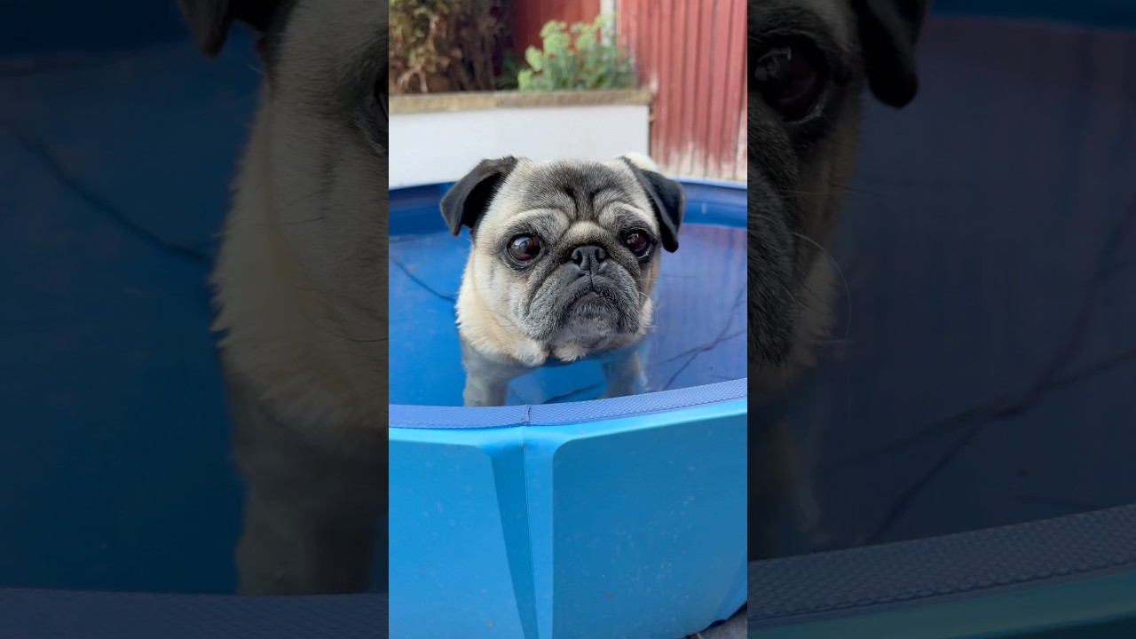 Dog Treat Time? 🥰 