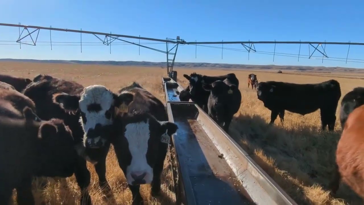 Moving Custom Feed Bunks with an Irrigation Rig